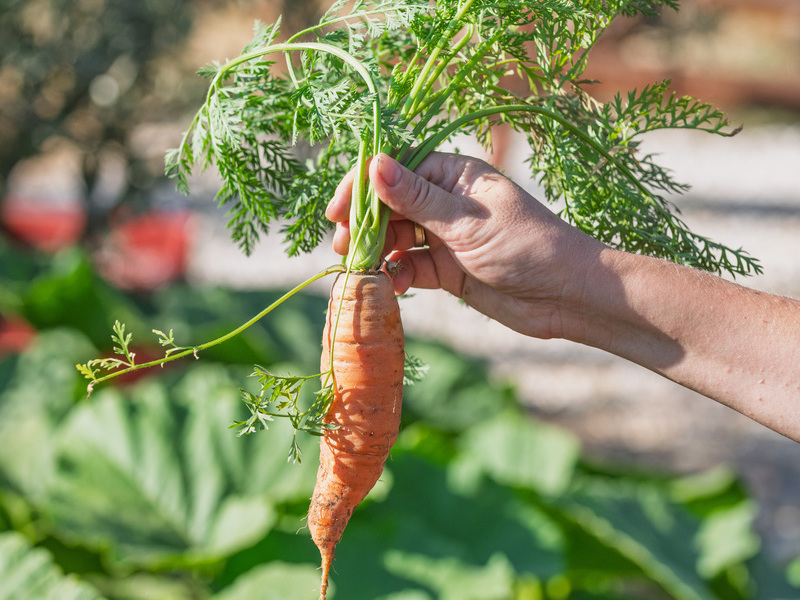 bio-carrot-bolaimi