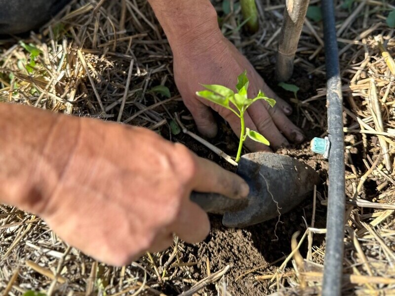 bio-garden