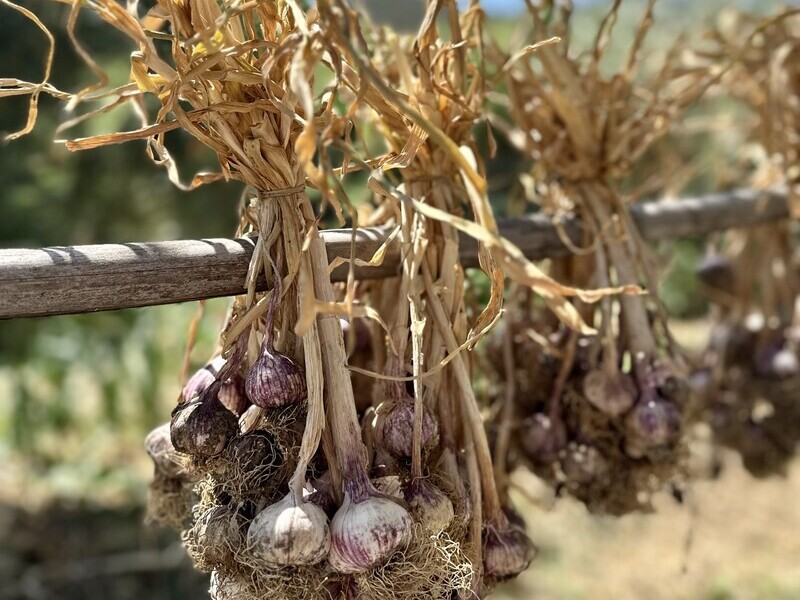 bio-garlic-bio-garden