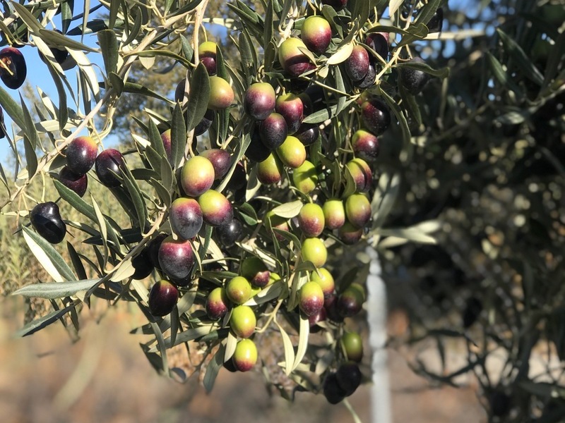 bio-olives-garden