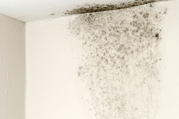Black-mould-on-wall-thumbnail